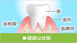 健康な歯